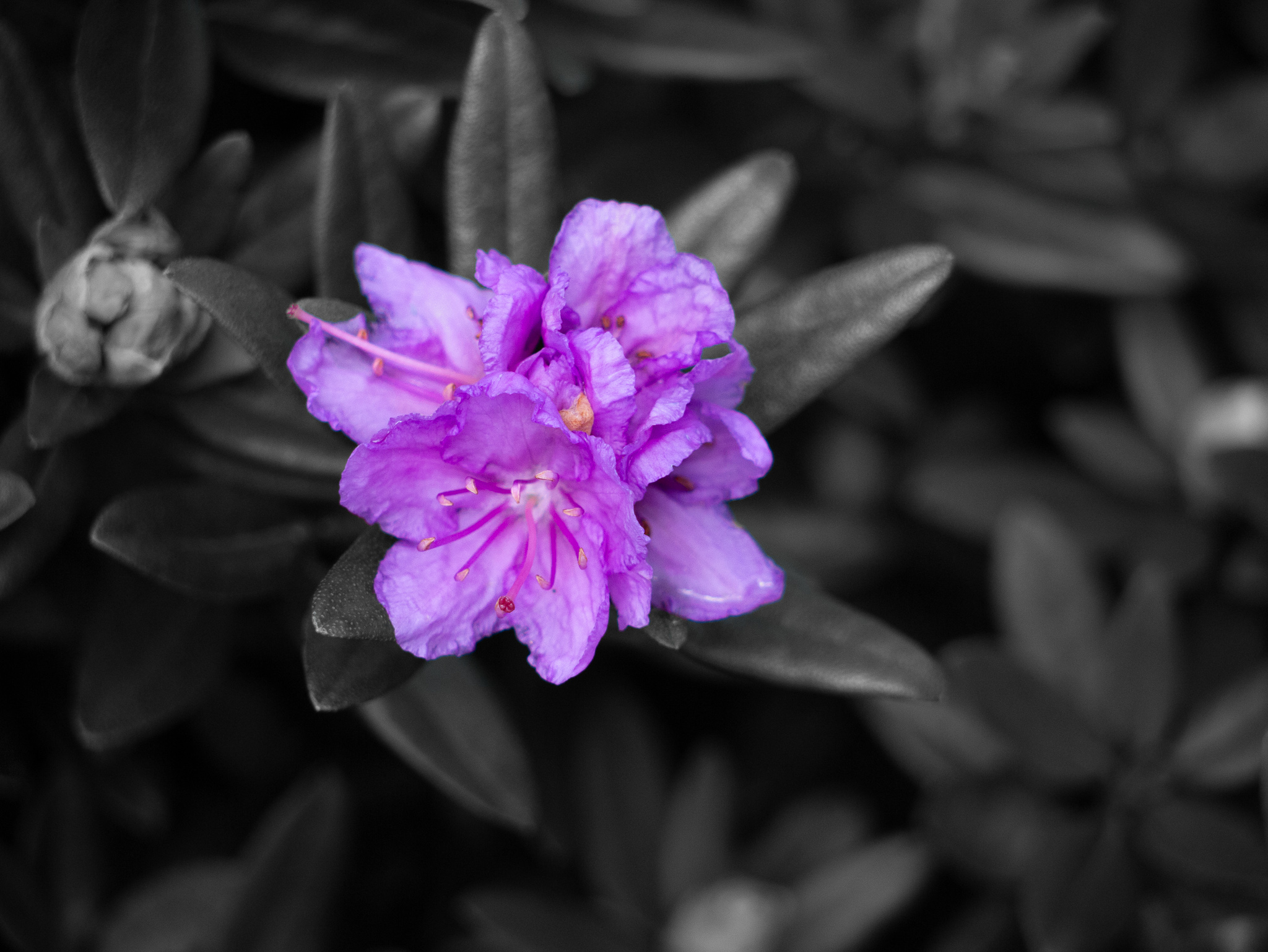 purple flower